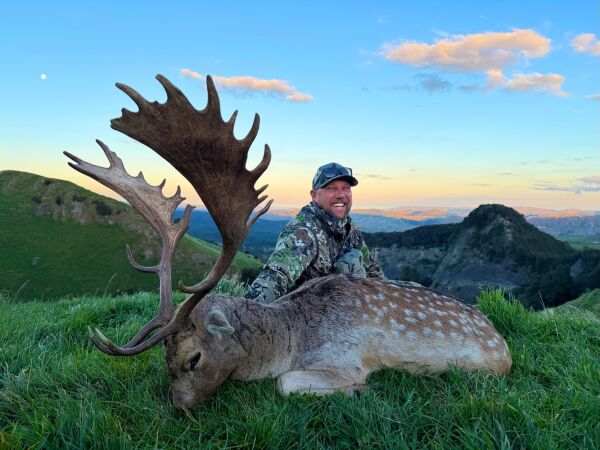 Fallow deer. 