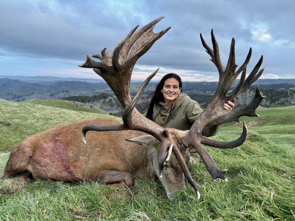 Red Stag Hunt SCI 475 - 500. 