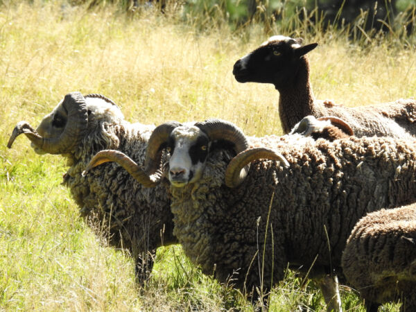 Arapawa Rams. 