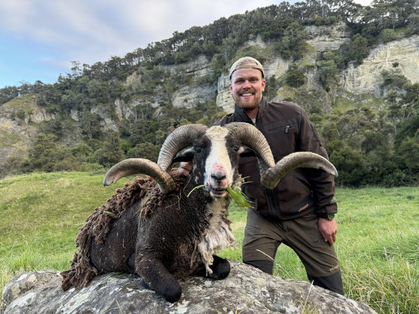 Ivory Cliffs Estate Arapawa Ram