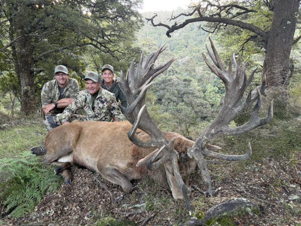 Ivory Cliffs Estate Red Stag