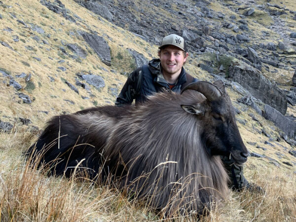 Bull Tahr. 