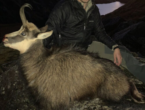 Red Stag, Tahr & Chamois Package. 