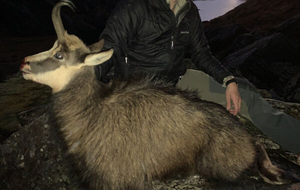 Red Stag, Tahr & Chamois. 