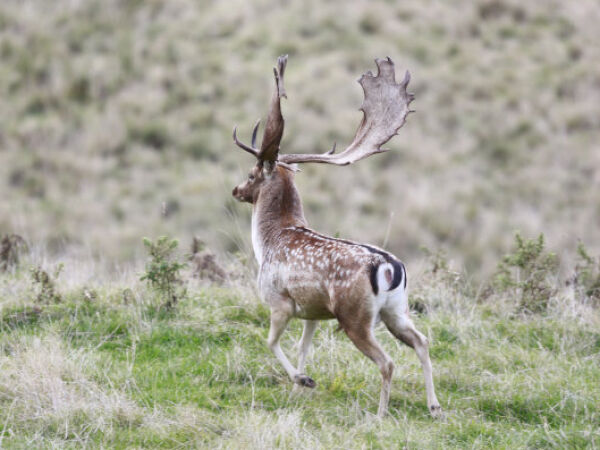 Fallow deer. 