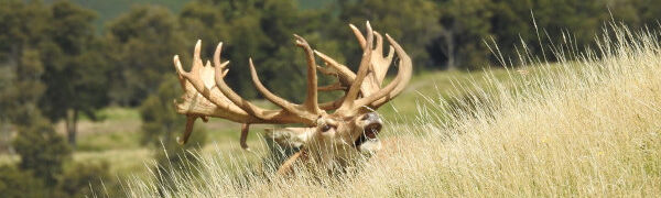 World-Class Trophies. 