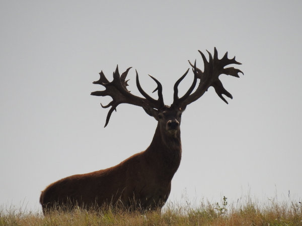 Red Stag. 