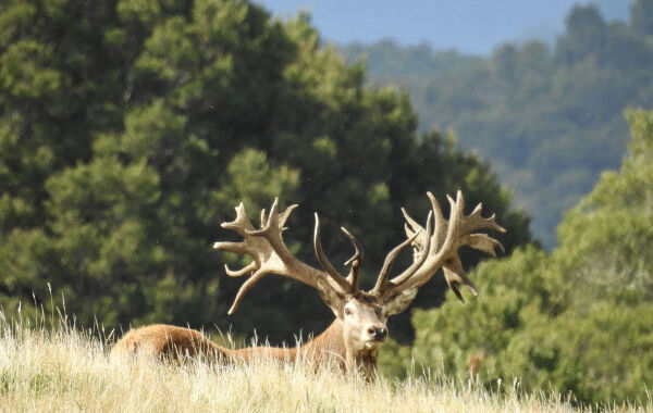 Red Stag, Tahr & Chamois. 