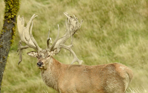 Red Stag. 