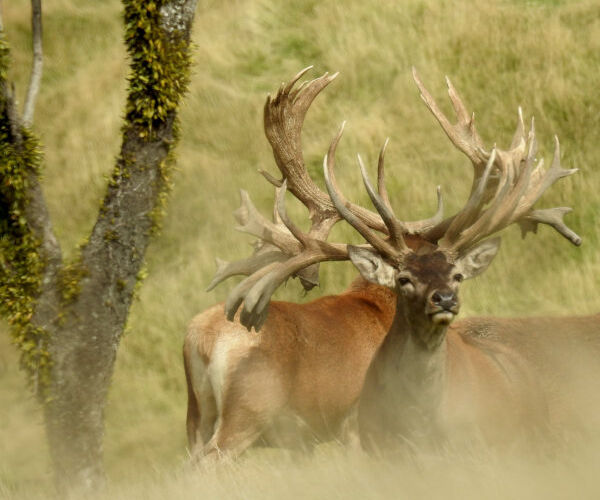 Shared Hunting Experience. 