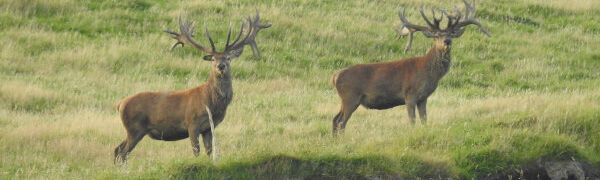 Unrivalled Hunting Expertise. 