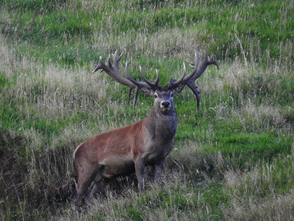 Red Stag SCI 400 - 425. 
