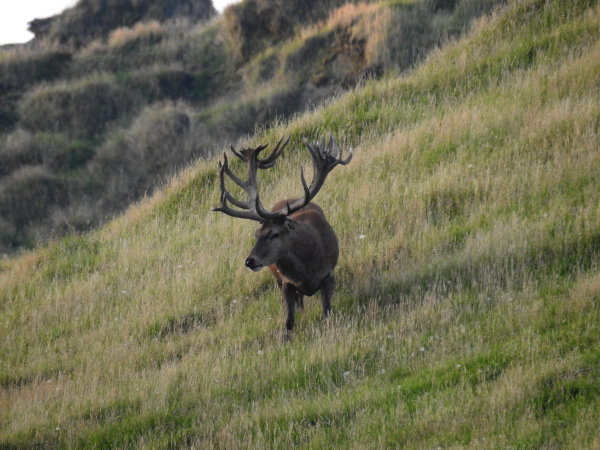 Red Stag SCI 425 - 450. 