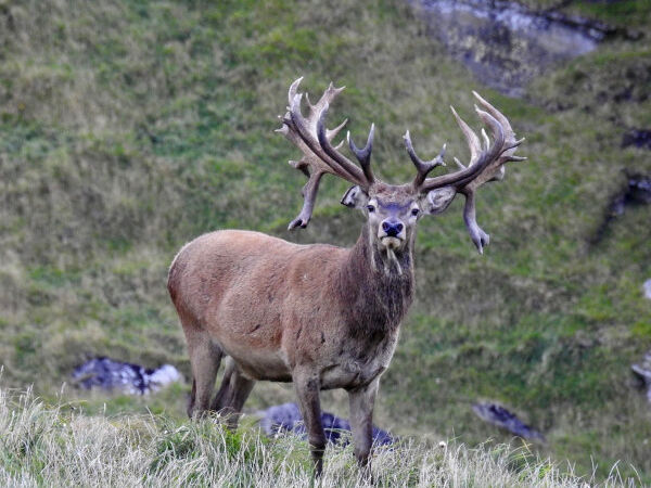 Red Stag SCI 450 - 475. 