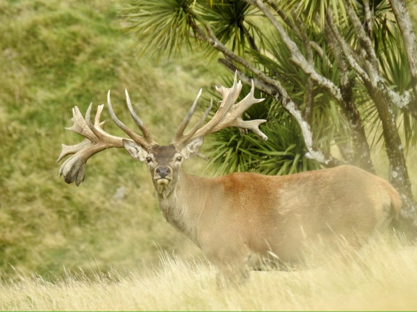 Red Stag SCI 475 - 500. 