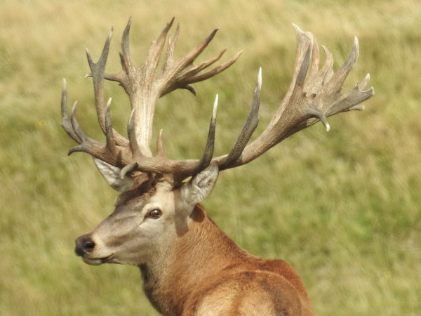 Red Stag SCI 500 - 525. 