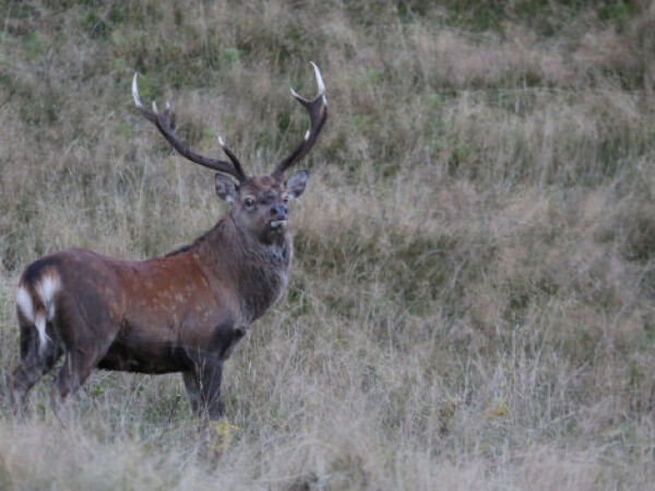 Red Stag SCI 525 +. 