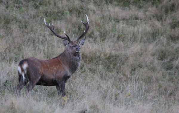 North Island Trophy Trio. 